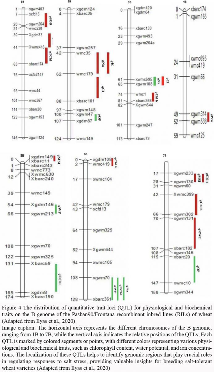 Quantitative Trait Loci (QTL) Mapping in Wheat: Success Stories and ...