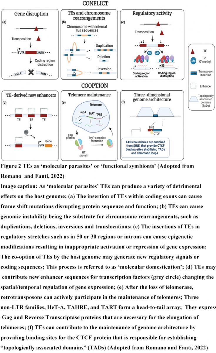 Transposable Elements in Zea: Their Role in Genetic Diversity and ...