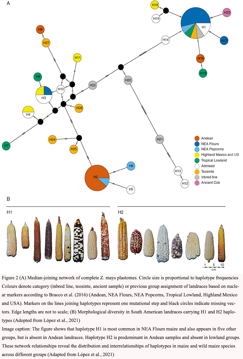 Chloroplast Genome Studies in Zea : Insights into Maize Domestication ...