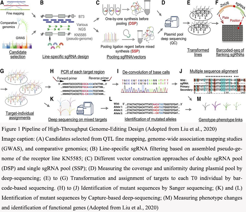 High-Throughput Sequencing in Maize: A Gateway to Precision Breeding ...