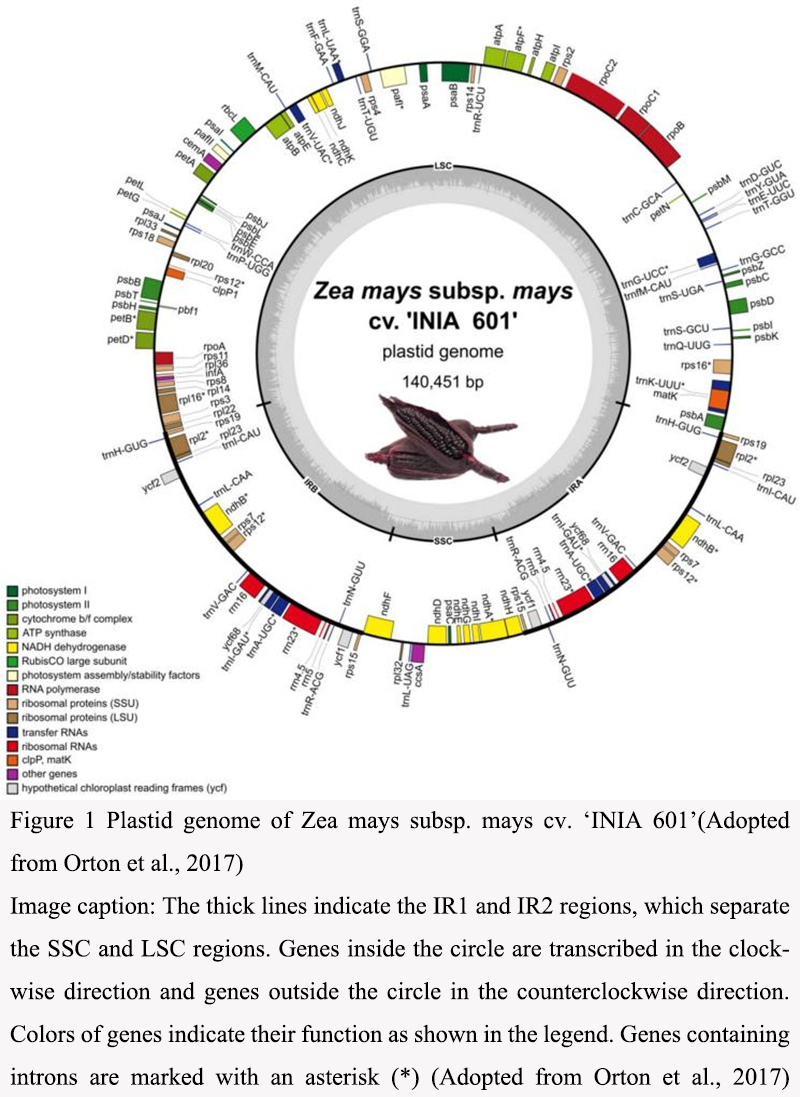 Phylogenomic Studies in Zea : Evolutionary Relationships and Species ...