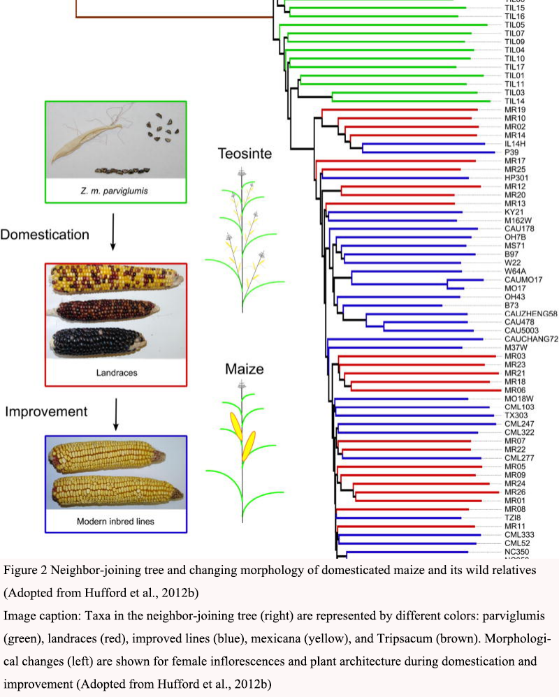 Phylogenomic Studies in Zea : Evolutionary Relationships and Species ...