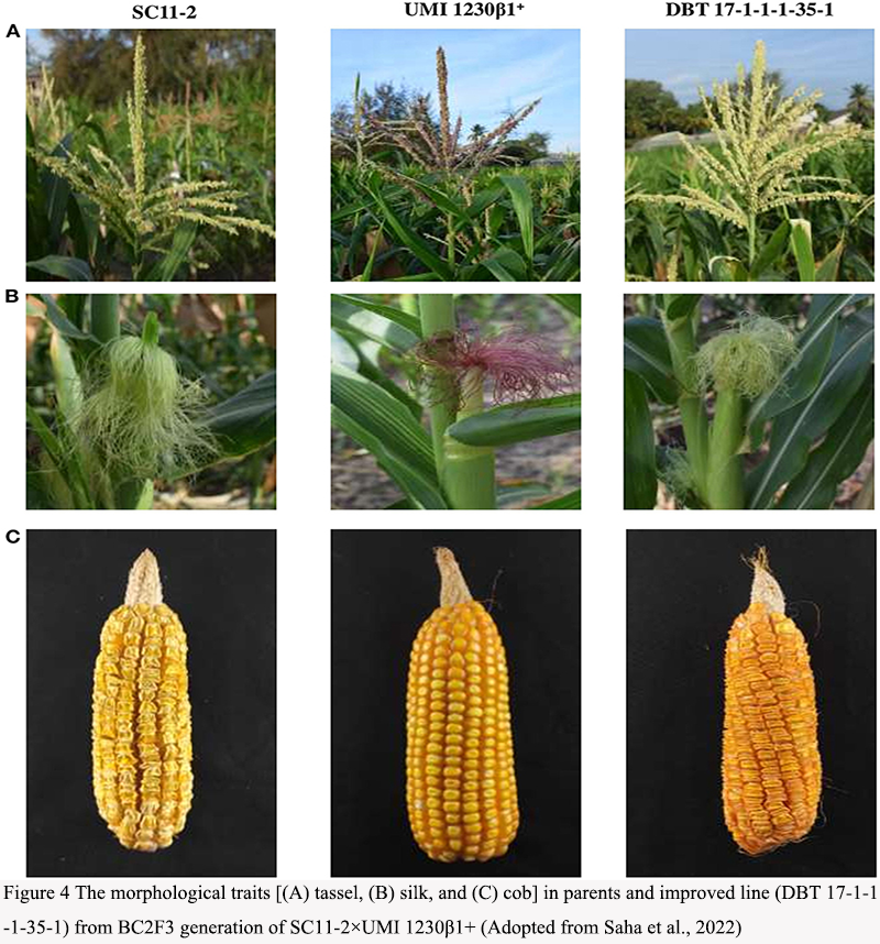 Key Gene Mapping for High Sugar Content in Sweet Corn and Its Breeding ...