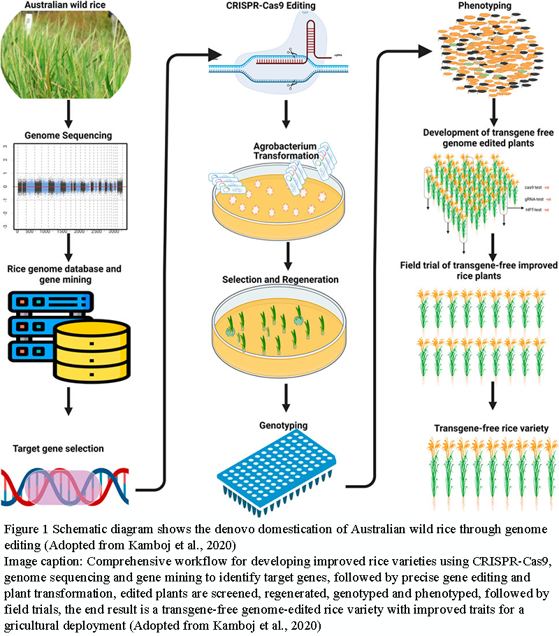 Harnessing Natural Genetic Diversity: The Impact of Wild Rice Alleles ...