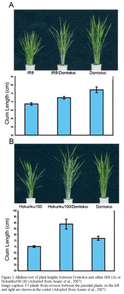 The Role of SD1 and MOC1 in Rice Plant Architecture and Yield ...