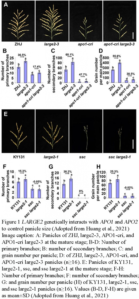 Molecular Breeding for Enhanced Rice Yield: The Role of Key Yield ...