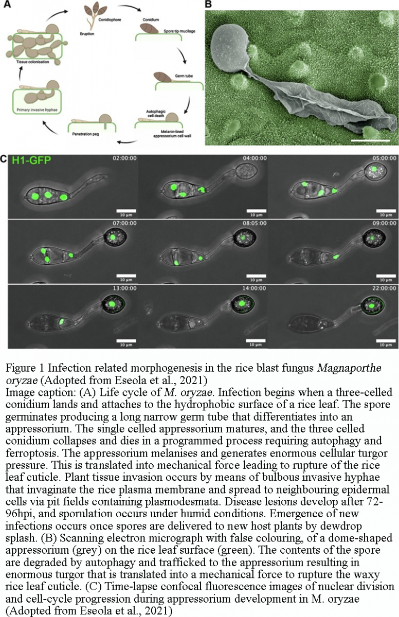 Advances in Understanding the Pathogenicity of Magnaporthe oryzae in ...