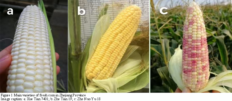 Review of High-Efficiency Cultivation Techniques for Fresh-Eating Maize ...