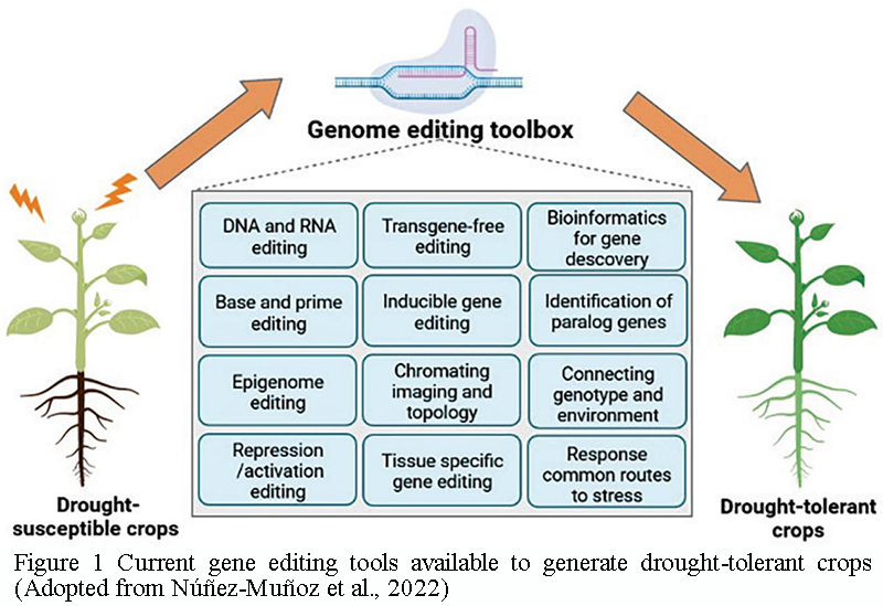 Research Insights into Genetic Improvement for Drought Tolerance in ...