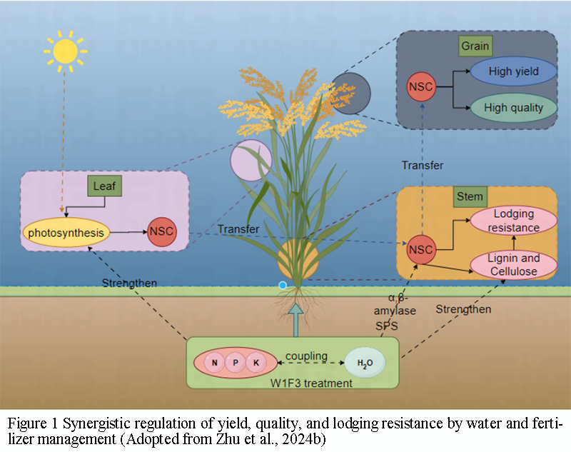 Improving Rice Yield under Direct Seeding through Synergistic Water and ...