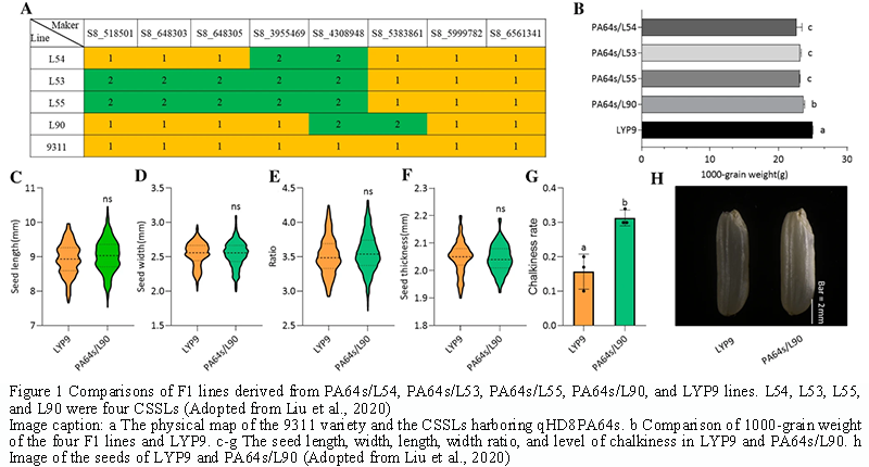 Advancements in Hybrid Rice Varieties: Integrating Intersubspecific ...