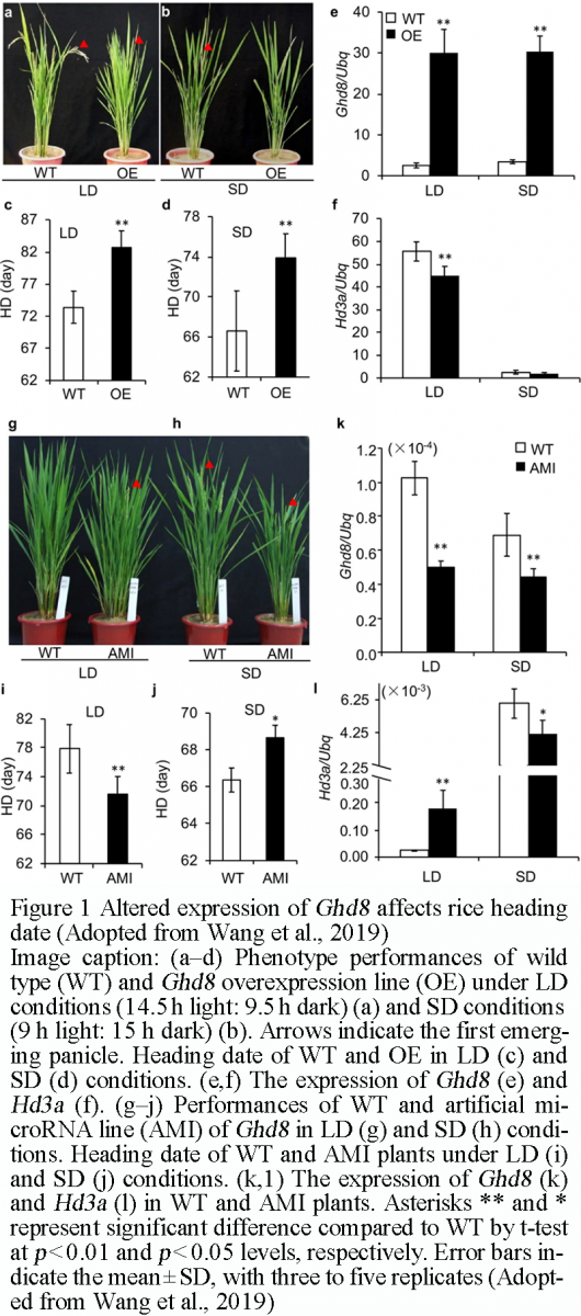 The Role of Structural Variants in Rice Domestication and Environmental ...