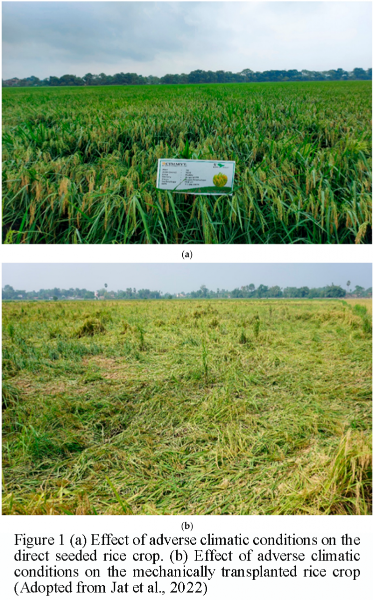 Optimizing Planting Density and Sowing Date for Mechanized Direct ...