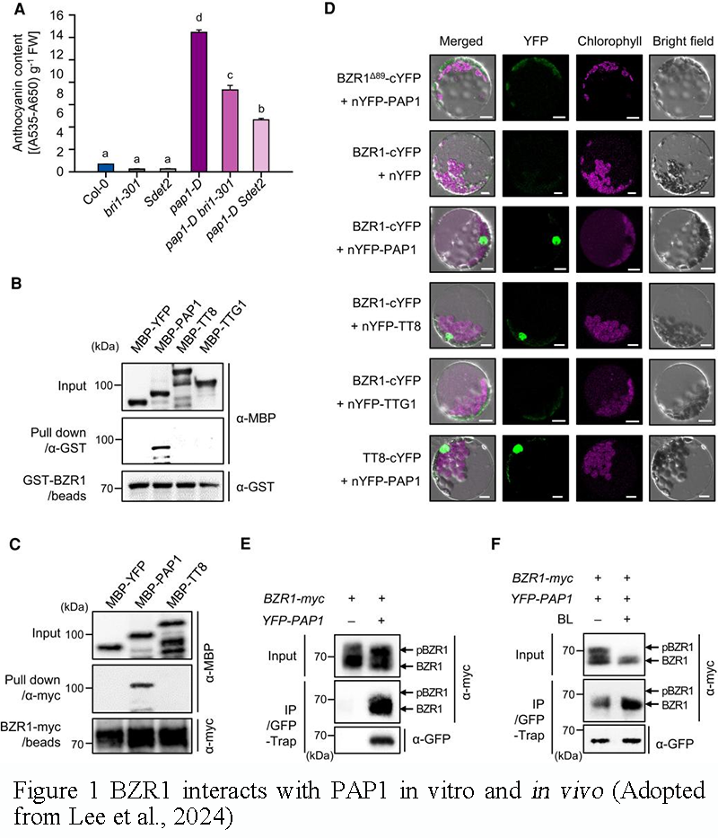 Engineering Anthocyanin Biosynthesis for Purple Rice Development | Wang ...