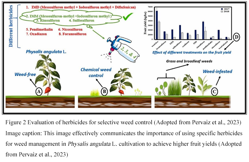 Cultural Weed Management Strategies in Rice Cultivation: Reducing the ...