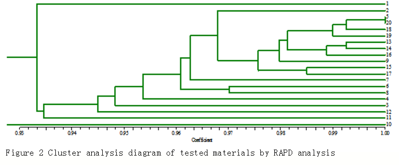 RAPD Analysis on Genetic Diversity of Cyperus esculentus Germplasm ...