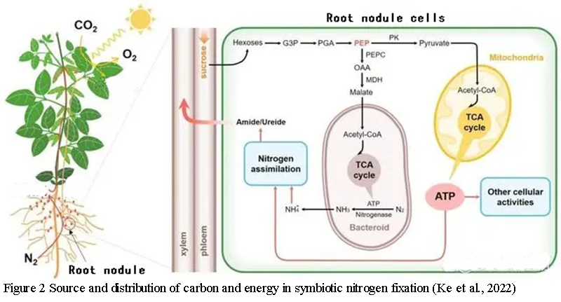 Symbiotic Nitrogen Fixation In Plants