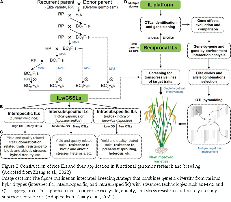 Harnessing Natural Genetic Diversity: The Impact of Wild Rice Alleles ...