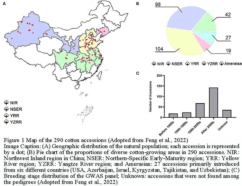 Case Study: Genetic Improvement of Boll Size and Weight in Cotton | Luo ...