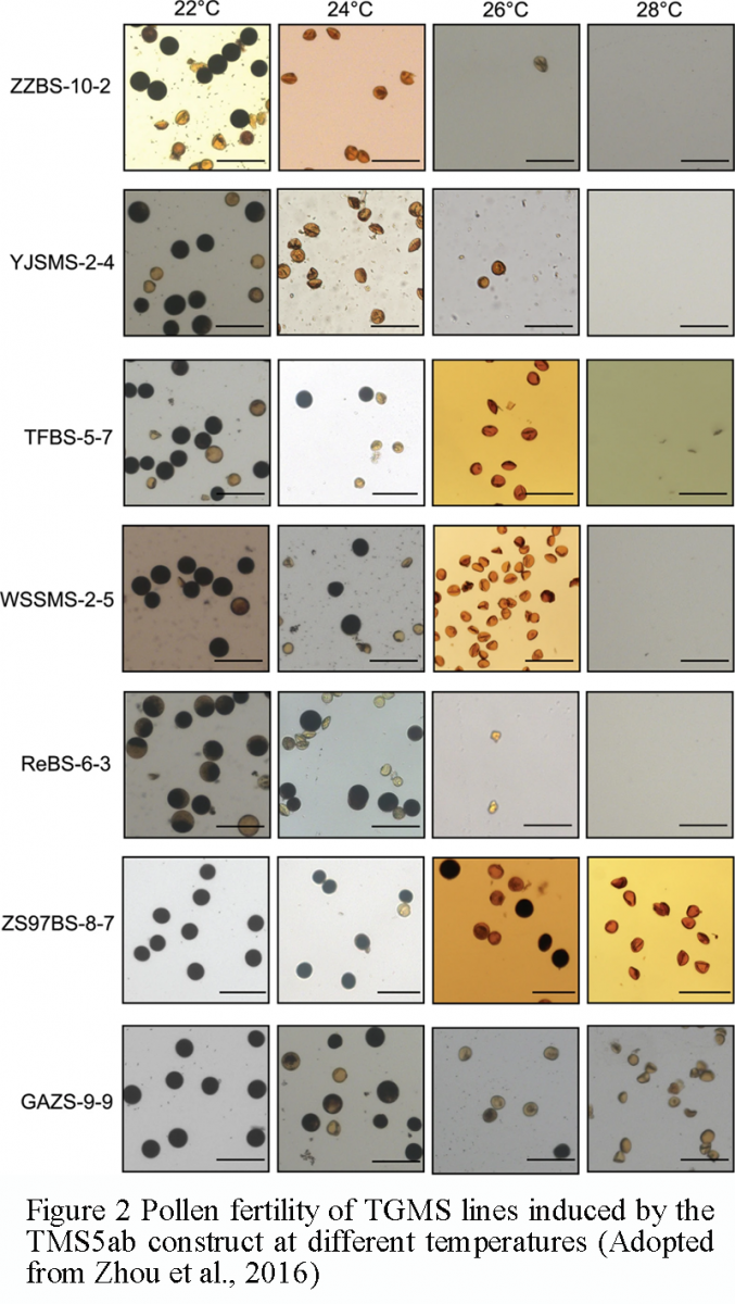 Molecular Functions and Regulatory Mechanisms of the Temperature ...