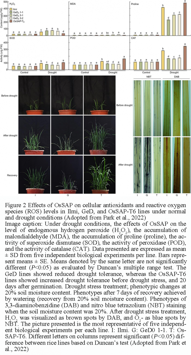Functional Genomics of Rice: Recent Discoveries and Future Prospects ...