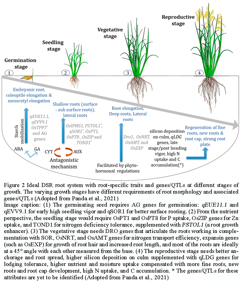 Root System Architecture in Rice: A study of Genetic and Environmental ...