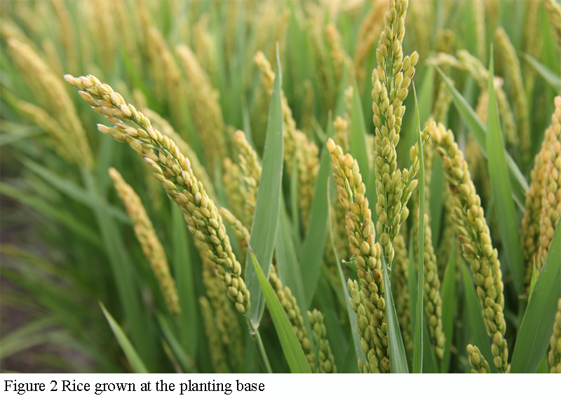 Comprehensive Evaluation of Growth Traits, Physiological Resistance ...