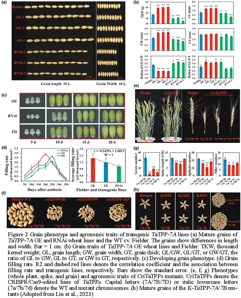 Spatiotemporal Transcriptome Atlas of Wheat Grain Filling Stage | Feng ...