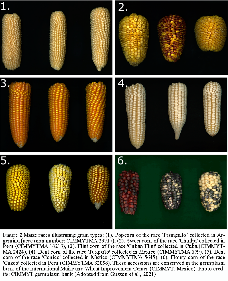 Analysis of Genetic Structure and Population Differentiation in Global ...