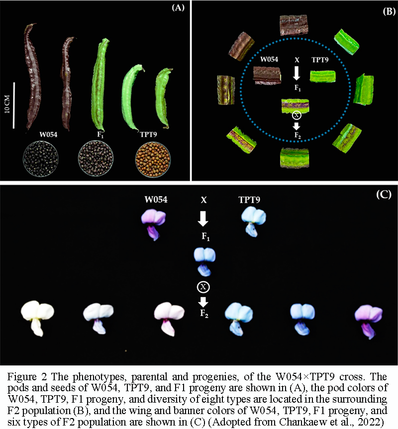 Chromosome-Level Assembly of Winged Bean Genome Reveals Evolutionary ...