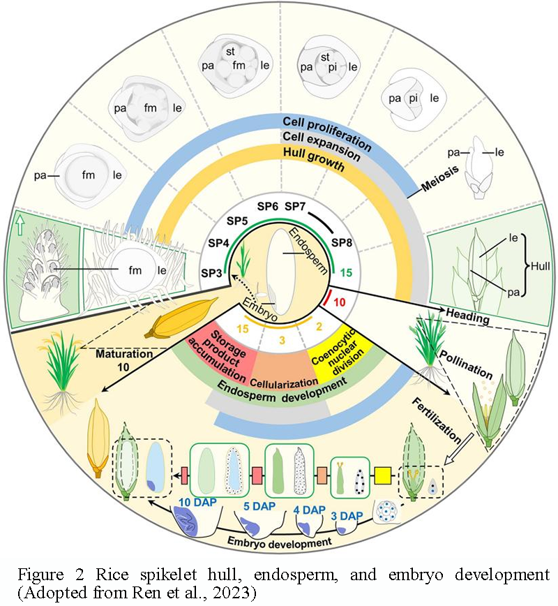 Precise Base Editing of Grain Quality Genes in Elite Rice Cultivars ...
