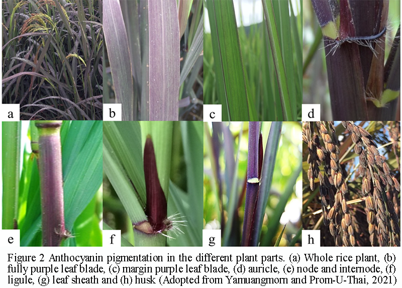 Engineering Anthocyanin Biosynthesis for Purple Rice Development | Wang ...