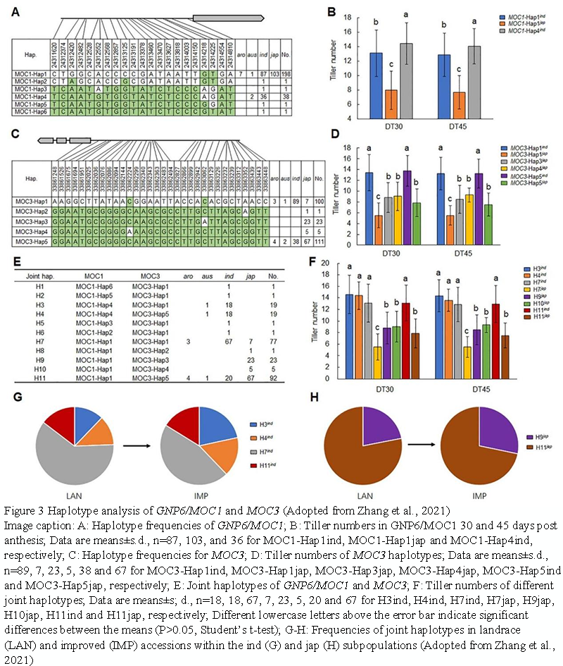 The Role of SD1 and MOC1 in Rice Plant Architecture and Yield ...