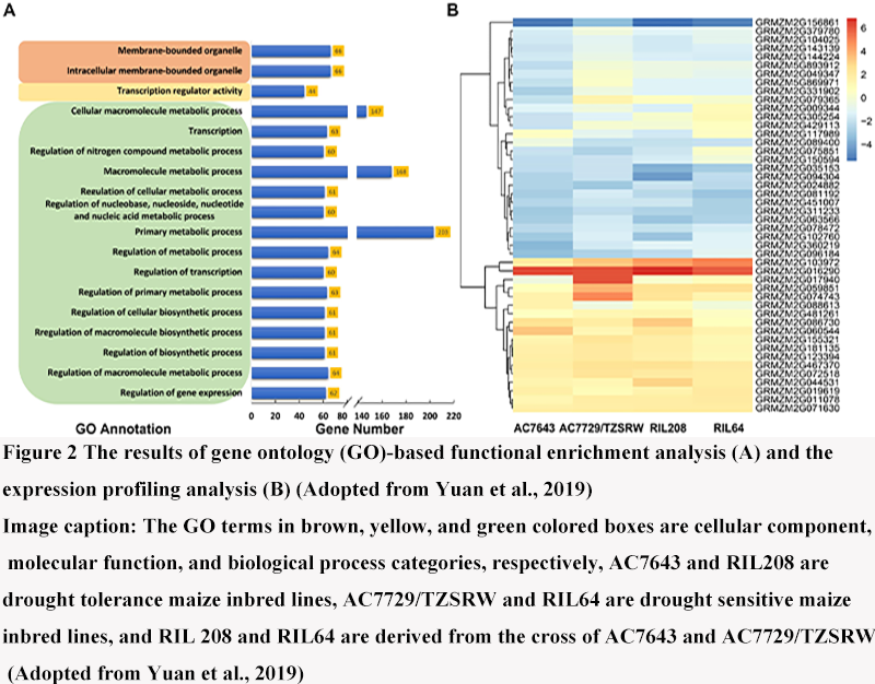 Genomics-Assisted Breeding in Maize: Techniques and Outcomes | Zhou ...