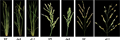 Rice mutants, des2, des5, Characterization, Mapping